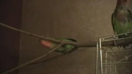 birds 006.webp