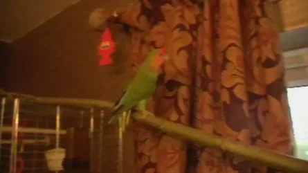 birds 008.webp
