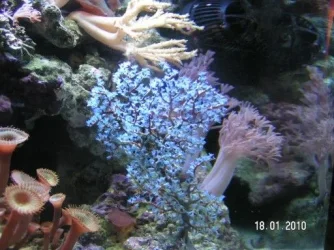 blue tree 2 (512 x 384).webp