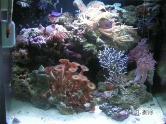 Full Tank pic (512 x 384).webp