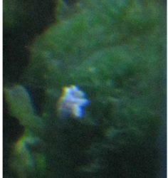anemone.jpg