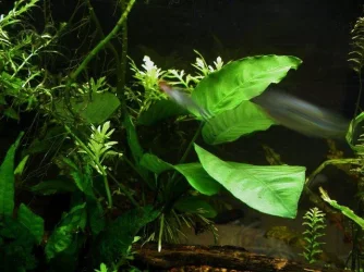 Aquarium 003.webp