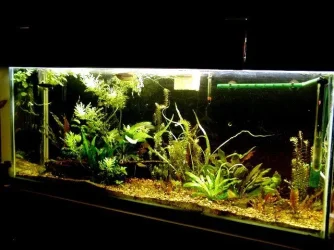 Aquarium 012.webp