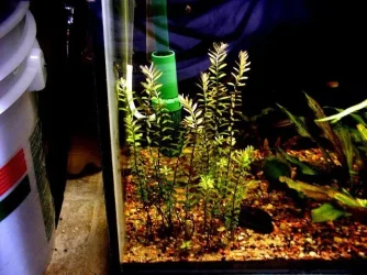Aquarium 009.webp