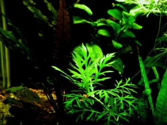 Aquarium 004.webp