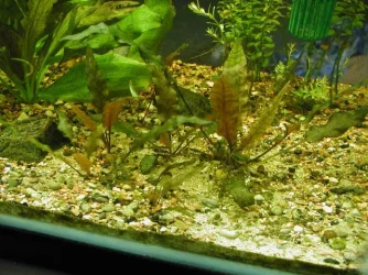 Aquarium 006.webp