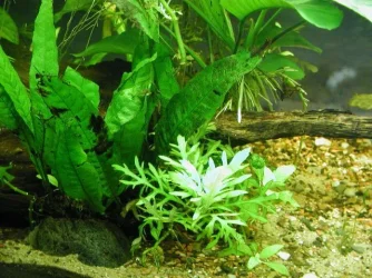 Aquarium 005.webp
