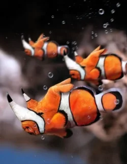 rhinoclown01.webp