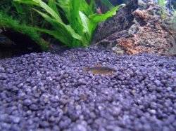 danio.jpg danio.jpg