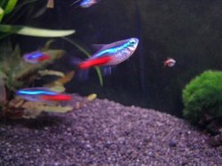 fishy.jpg fishy.jpg