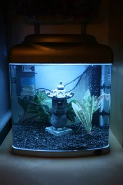 tank.webp
