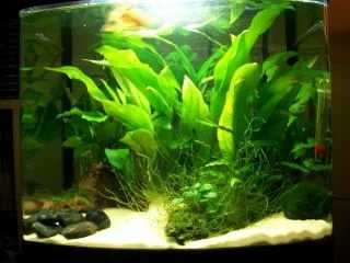 Tank shot0001.webp