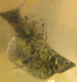 Fatfishy.webp