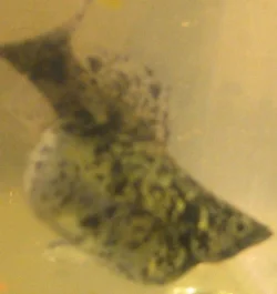 Fatfishy (606x640).webp