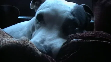 sleepin dipsy 002.webp