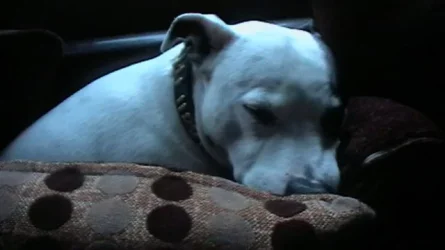 sleepin dipsy 001.webp