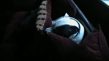 sleepin dipsy 004.webp