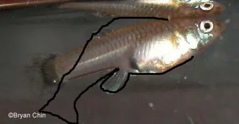 GuppyCultFemale2.webp GuppyCultFemale2.webp