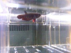 P1030500.JPG P1030500.JPG