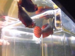 P1030501.JPG P1030501.JPG