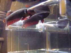 P1030498.JPG P1030498.JPG