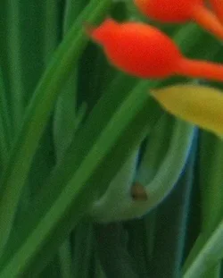 fry3.webp fry3.webp