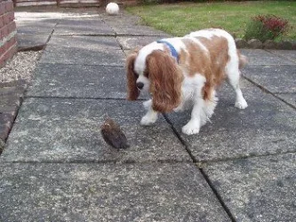 harley&bird.webp