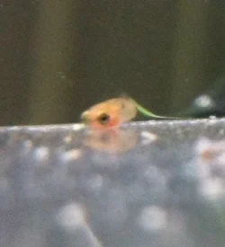 fry4pepper.webp