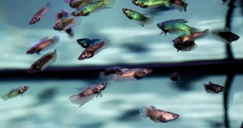 fish3.webp fish3.webp