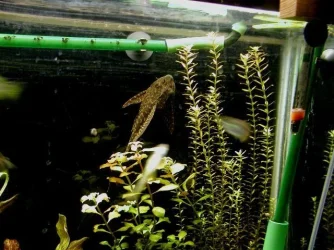 aquarium 004.webp