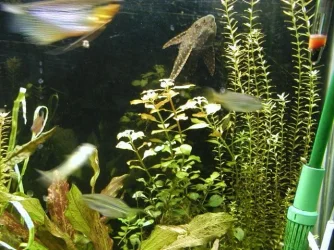aquarium 005.webp