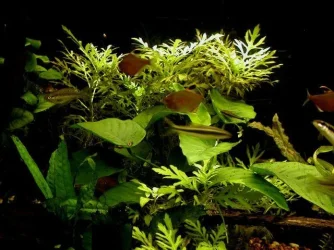 aquarium 008.webp