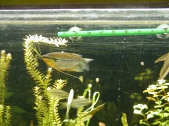 aquarium 007.webp