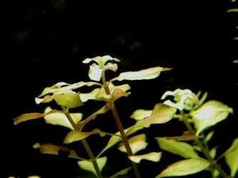aquarium 009.webp