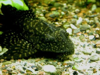 aquarium 010.webp