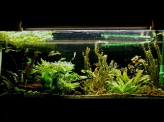 aquarium 011.webp