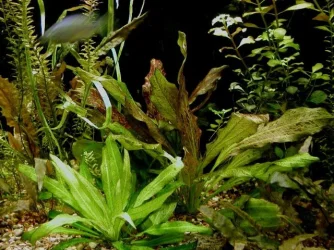 aquarium 003.webp