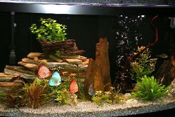 fishresize.jpg