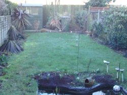 Tatty garden.jpg