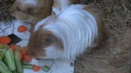 piggies 078.webp