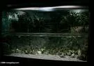 brackish.webp