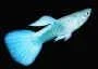 guppy_metallic_blue_male_small.webp