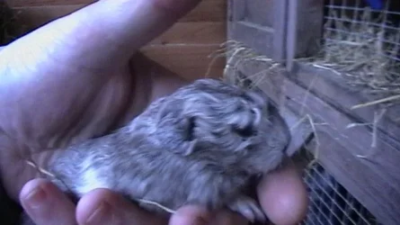 mandy\' 2 day 1 004.webp