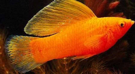 Sailfin_molly.webp