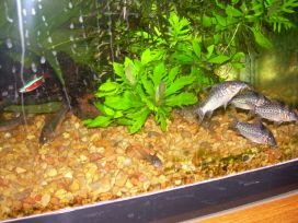 NEW CORYS 2 006.jpg