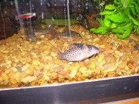 NEW CORYS 2 008.jpg