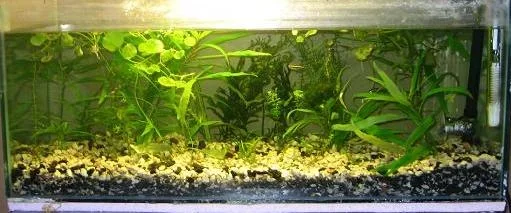 tank shot.webp