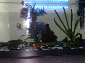 Snail tank with light.webp