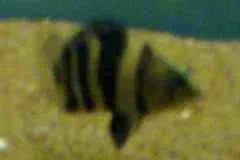tiger2.webp