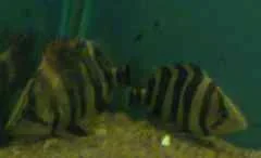 tigerfish.webp